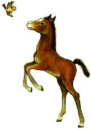 cheval 025.gif (11 ko)
